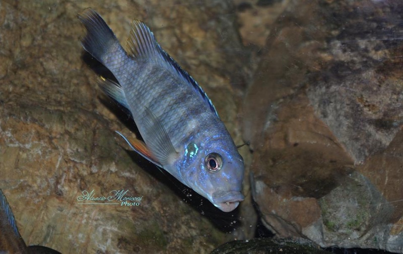 Petrotilapia pyroscelos 'Chizumulu Island'